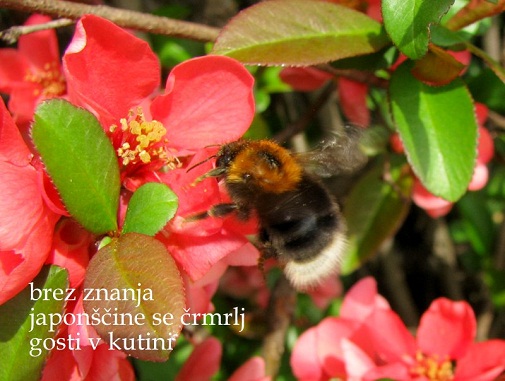 Alenka Zorman: PRED NJENIM LETOM