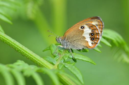 grmiščni okarček (Coenonympha arcania)