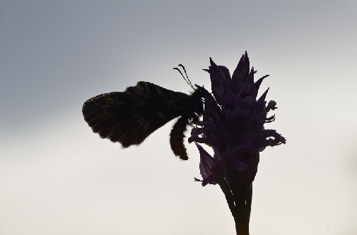petelinček (Zerynthia polyxena)