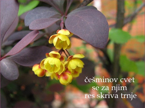 Alenka Zorman: Vonj čemaža